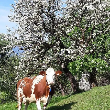 Biobauernhof Und Riederbauer בית חווה Rettenschöss